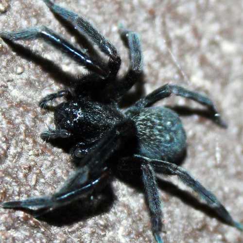 Black House Spider in Home