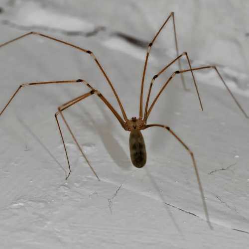 Cincinnati Nature Center, Blog, long legs spider 