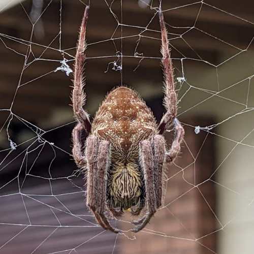 Garden Orb Weaver in its large web in a home on the central coast