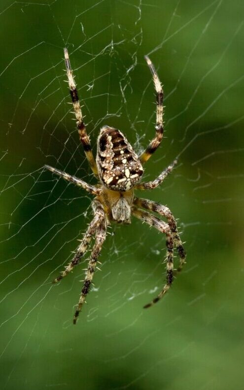 spider, araneus, invertebrate-3673102.jpg