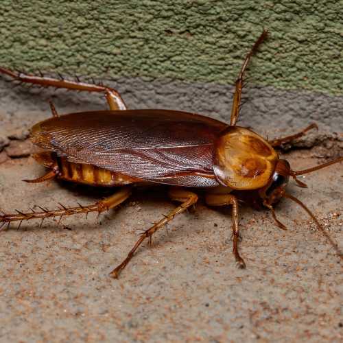 American Cockroach outside home on the central coast