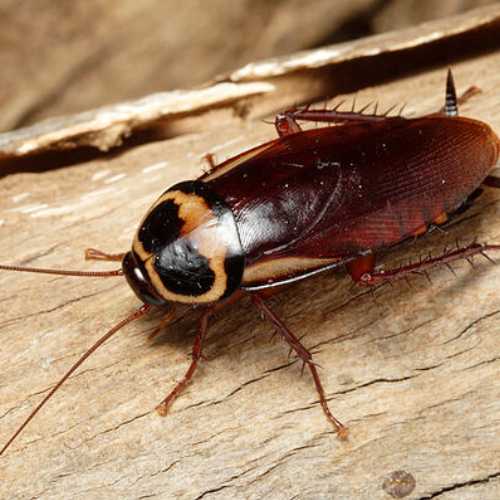 Australian Cockroach outside home on the central coast