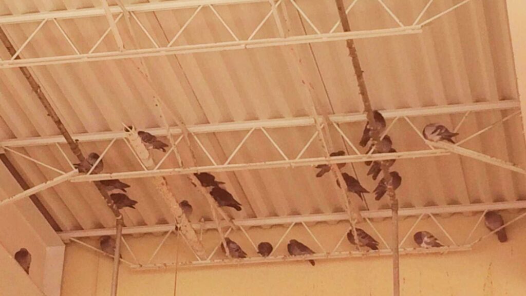 Birds roosting in central coast warehouse