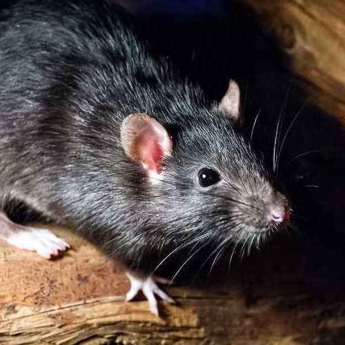 Black Rat on Firewood in the Central Coast