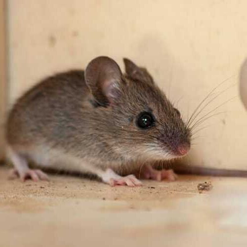 House Mouse in Kitchen Cupboard on the Central Coast