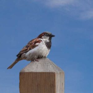 House Sparrow in Backyard Central Coast