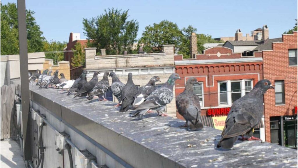 Pigeons on roof ledge on the Central coast