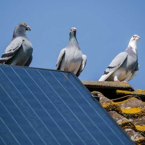 Pigeons on solar panel on Central Coast