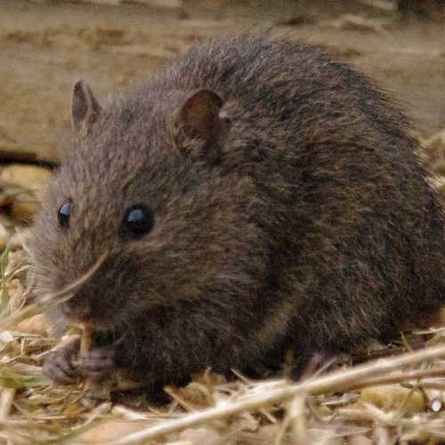 Swamp Rat in Backyard on the Central Coast