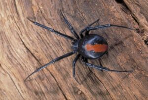 Redback Spider on tree on Central Coast - Pest Control