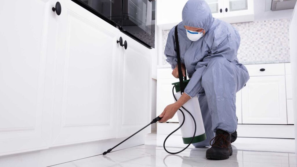 Residential Pest Control in Kitchen