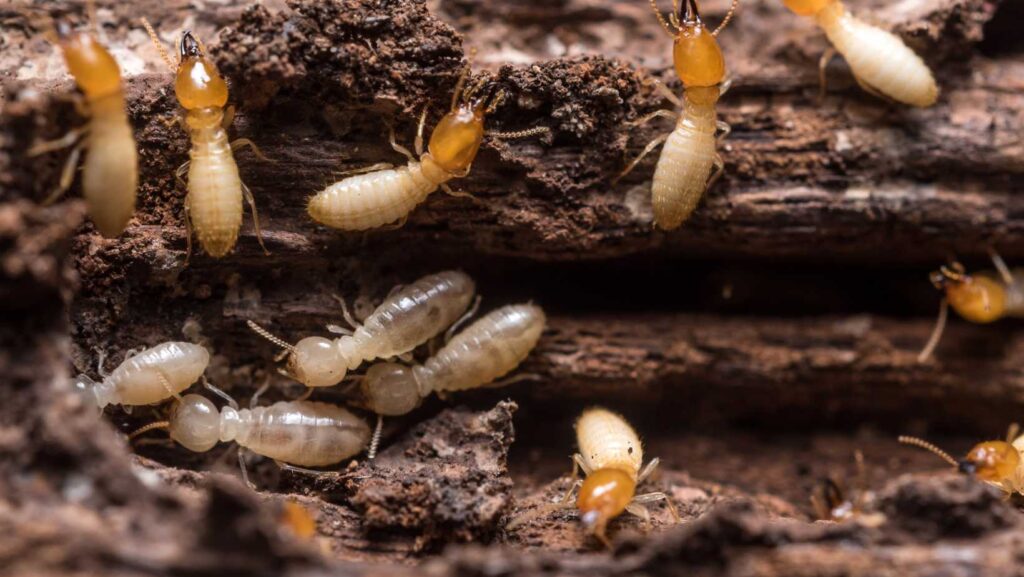 Termites in home on the Central Coast