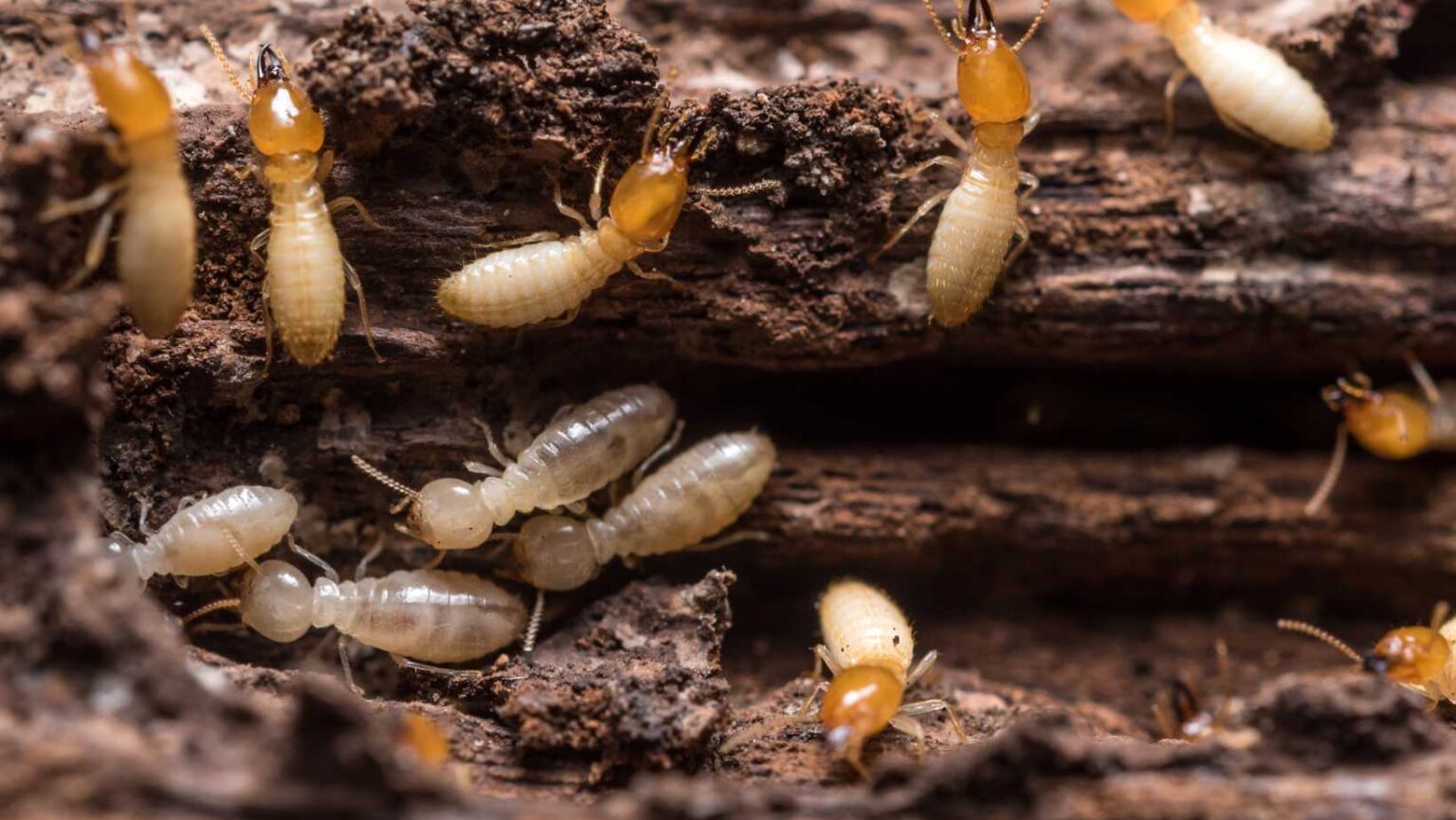 Termites Beware: Termite Baiting Program Explained! - Clear-out Group