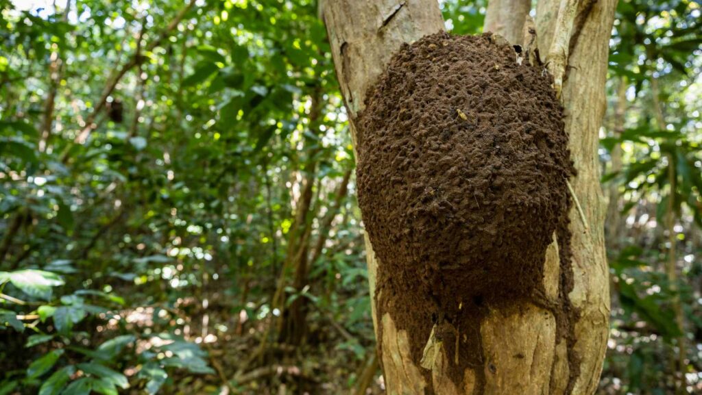 Termite nest on tree on Central coast