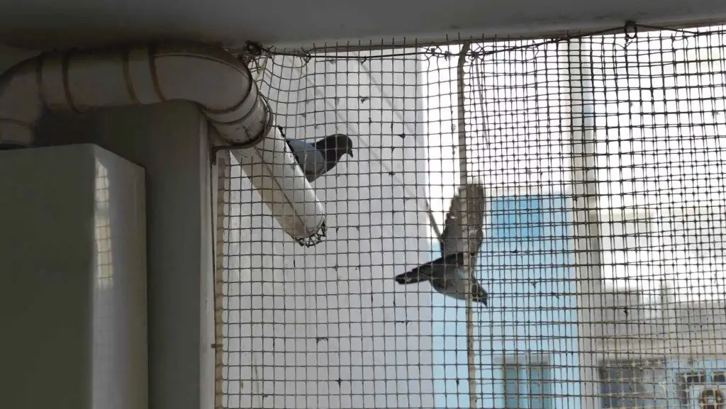 Bird proofing to stop pigeons in carpark